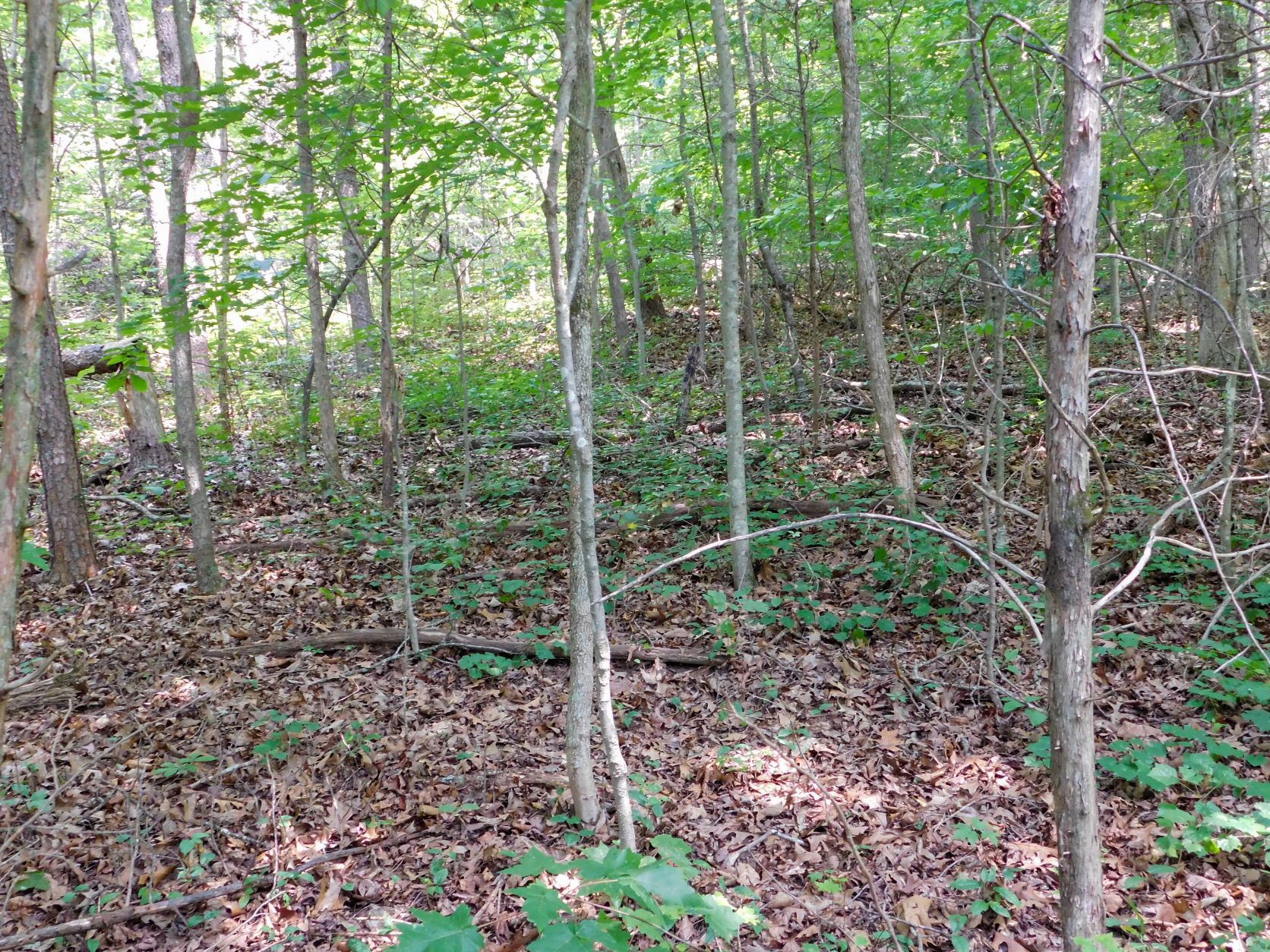 Ground level view